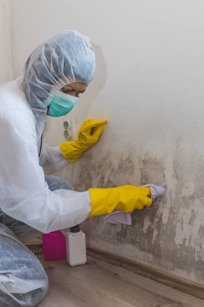 Best Emergency Mold Remediation  in Cut Bank, MT